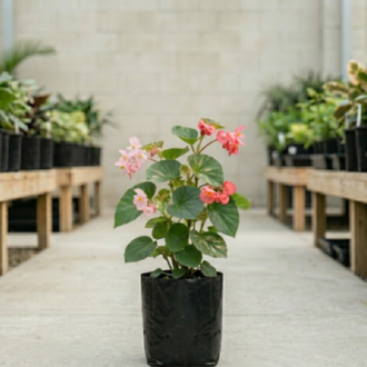 Begonia | Begonia Semperflorens