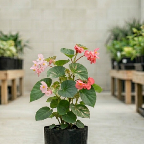 Begonia (2) Begonia (2)