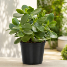 Big Leaf Jade Plant