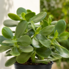 Big leaf Jade Plant one (1)