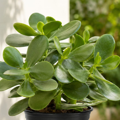 Big leaf Jade Plant one (1) Big leaf Jade Plant one (1)