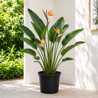 Bird of Paradise Plant |Strelitzia Reginae