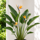 Bird of Paradise one