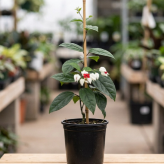 Bleeding Heart Vine | Clerodendrum thomsoniae