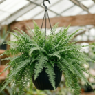Boston Fern (2)