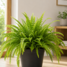 Boston Fern one