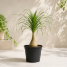 Bottle Palm (1)