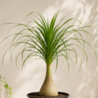 Bottle Palm (2)
