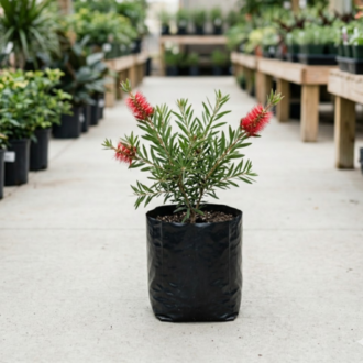 Bottlebrush | Callistemon Citrinus
