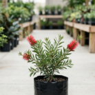 BottleBrush (2)