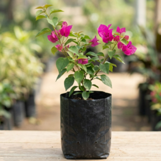 Bougainvillea  | Bougainvillea Spectabilis