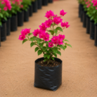 Bougainvillea