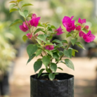 Bougainvillea (2)