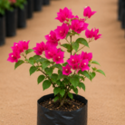 Bougainvillea one