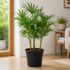 Broadleaf Lady Palm