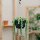 Burro’s Tail Donkey's Tail (1)