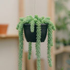 Burro’s Tail Donkey's Tail (2)