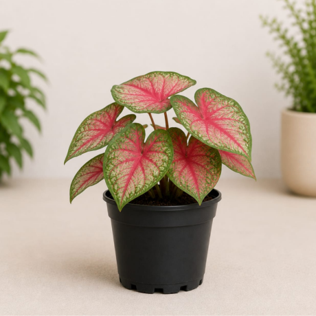 Caladium (1) Caladium (1)