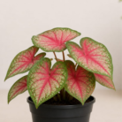 Caladium (2)