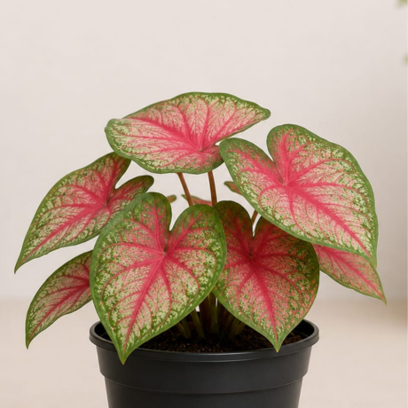 Caladium (2) Caladium (2)