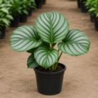 Calathea Orbifolia