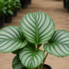 Calathea Orbifolia one