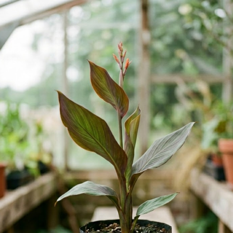 Canna Lilly (2) Canna Lilly (2)