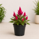 Celosia (1)