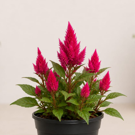 Celosia (2) Celosia (2)