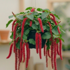 Chenille Plant (2)