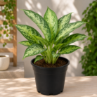 Chinese Evergreen