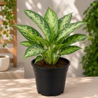 Chinese Evergreen Plant | Aglaonema