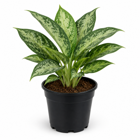 Chinese Evergreen one Chinese Evergreen one