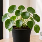 Chinese Money Plant one