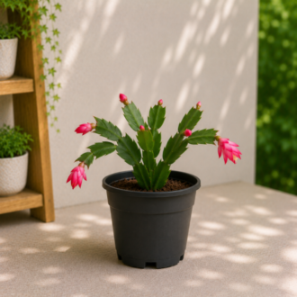 Christmas Cactus | Schlumbergera Bridgesii