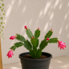Christmas Cactus one