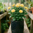 Chrysanthemum (2)