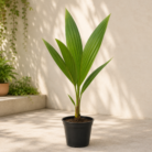 Coconut palm (1)