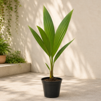 Coconut Palm | Cocos Nucifera