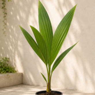 Coconut palm (2)
