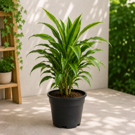 Corn Plant Corn Plant