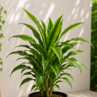 Corn plant one