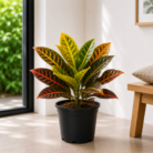 Croton