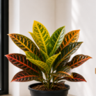 Croton one