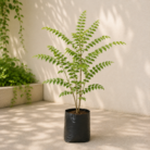 Curry Leaf (1)