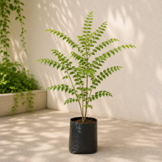 Curry Leaf Plant | Murraya Koenigii