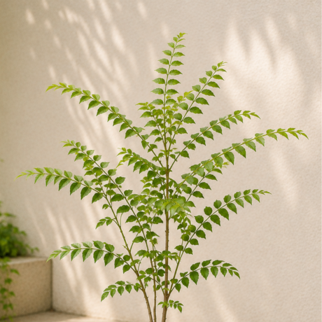 Curry Leaf (2) Curry Leaf (2)