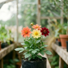 Dahlia (2)