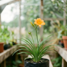 Day Lilly (2)