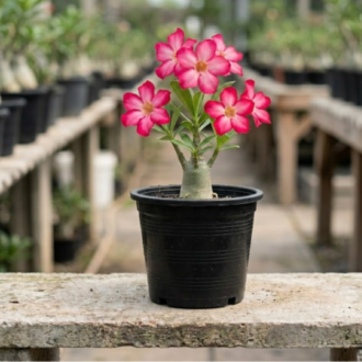 Desert Rose | Adenium Obesum